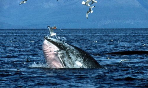 image mw_panderwald5-jpg