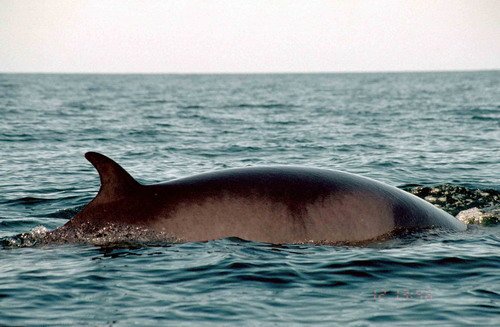 image mw_pghevans39-jpg