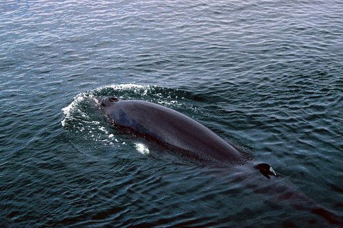 image mw_pghevans49-jpg