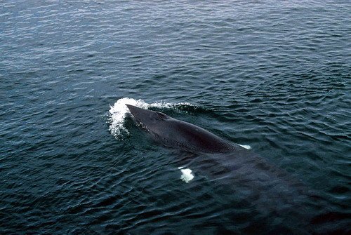 image mw_pghevans50-jpg