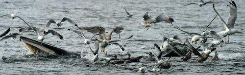 image mw_pghevans66-jpg