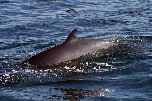 image mw_pghevans75-jpg