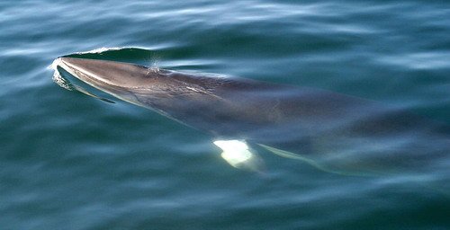 image mw_pghevans77-jpg