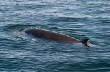 Minke Whale