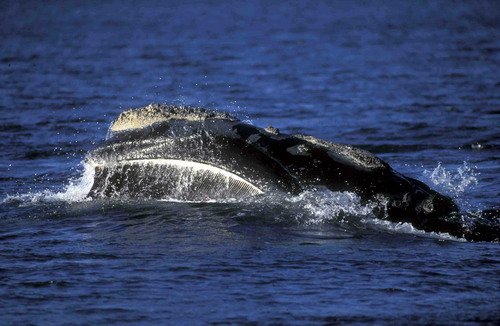 image nrw_fugarte1b-jpg