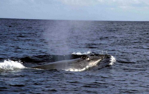 image sw_cswann1b-jpg