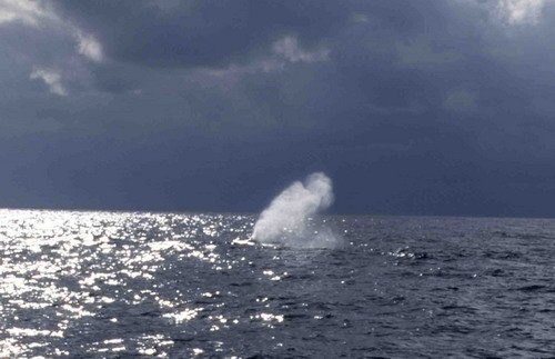 image sw_cswann3b-jpg