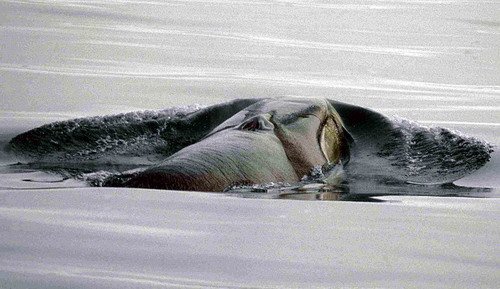 image sw_fugarte1-jpg