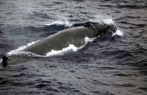 image sw_fugarte3b-jpg