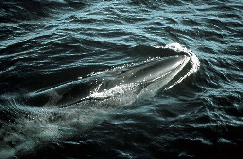 image sw_skraus2a-jpg