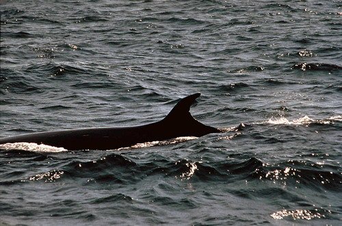 image sw_skraus3b-jpg