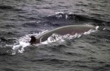 Sei Whale
