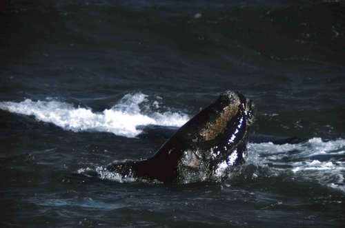 image srw_bwursig1b-jpg