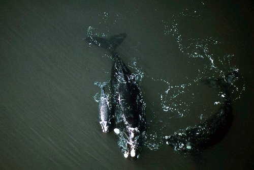 image srw_bwursig2b-jpg