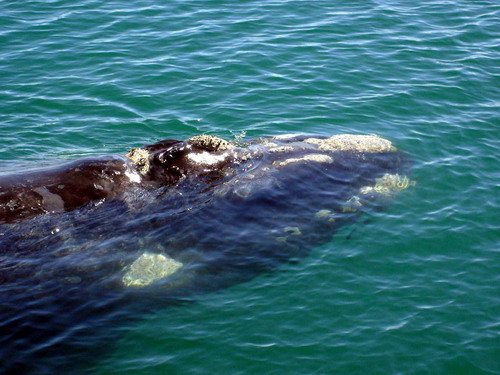 image srw_trobinson3a-jpg