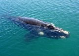Southern Right Whale