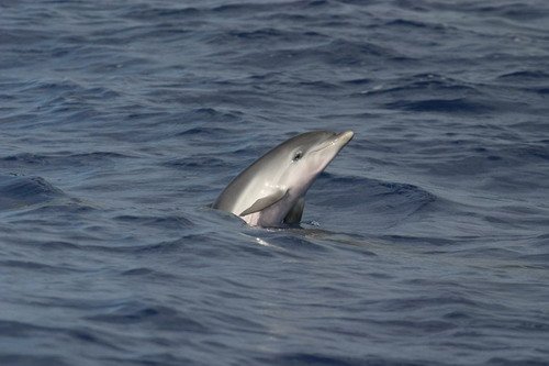 image asd_bbrederlau2-jpg