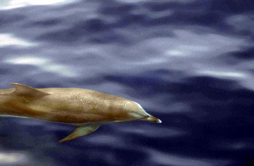 image asd_cswann4a-jpg