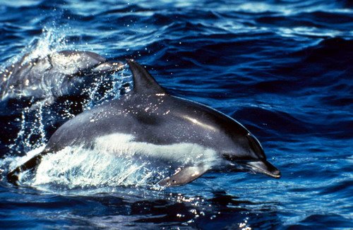 image asd_jgordon1a-jpg