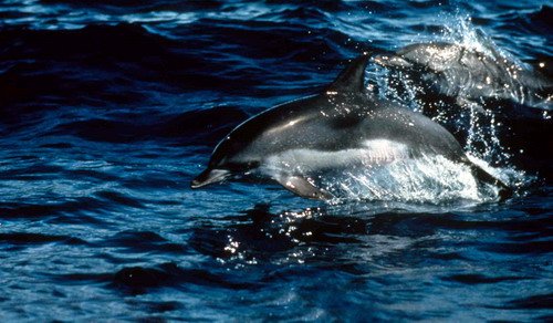 image asd_jgordon2a-jpg