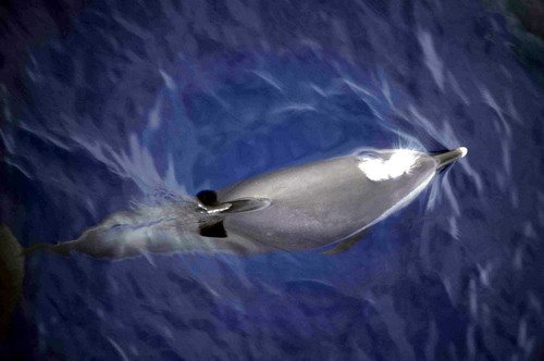 image asd_mbaines3b-jpg