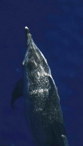 image asd_mbaines5b-jpg