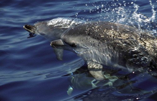 image asd_mreichelt1-jpg