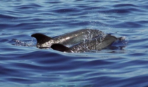 image asd_mreichelt5b-jpg