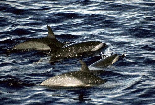 image asd_pghevans3b-jpg