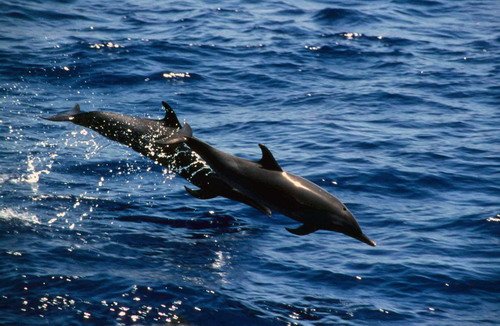 image asd_rwbaird2b-jpg