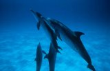Atlantic Spotted Dolphin