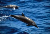 Atlantic Spotted Dolphin