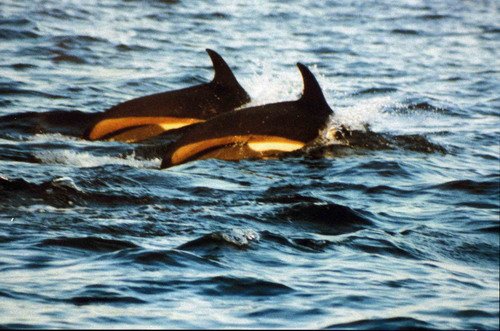 image awsd_pghevans1-jpg