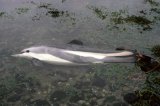 Atlantic White-sided Dolphin