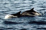 Atlantic White-sided Dolphin