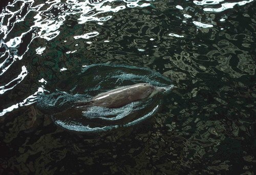 image baiji_bwursig1b-jpg