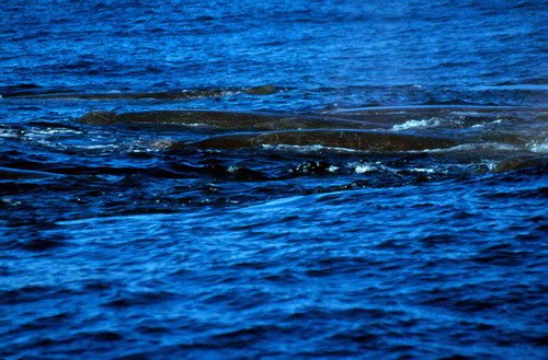 image bairdsbw_gcreswell1-jpg