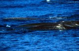 Bairds Beaked Whale