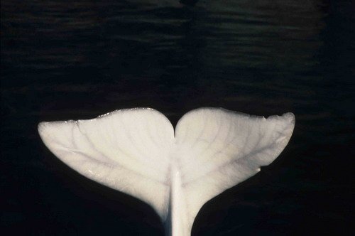 image bel_cswann12-jpg