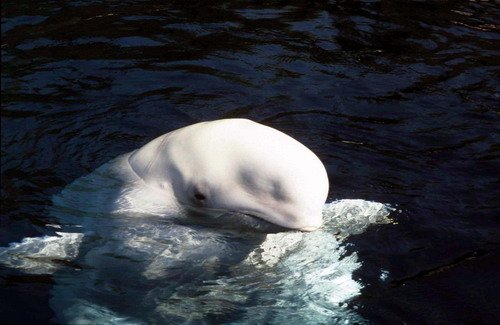 image bel_cswann16b-jpg