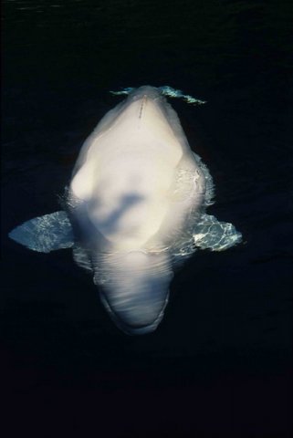 image bel_cswann2-jpg