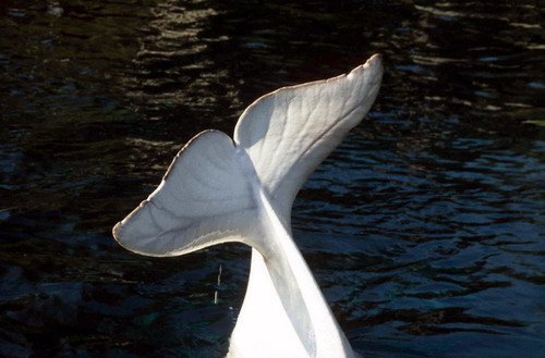 image bel_cswann23b-jpg