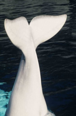 image bel_cswann24-jpg