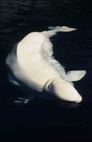 image bel_cswann3-jpg