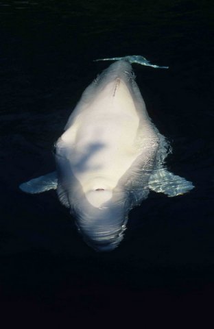 image bel_cswann6-jpg