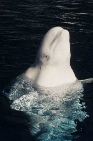 image bel_cswann37-jpg