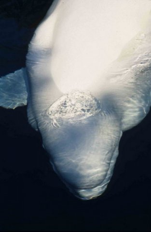 image bel_cswann4-jpg