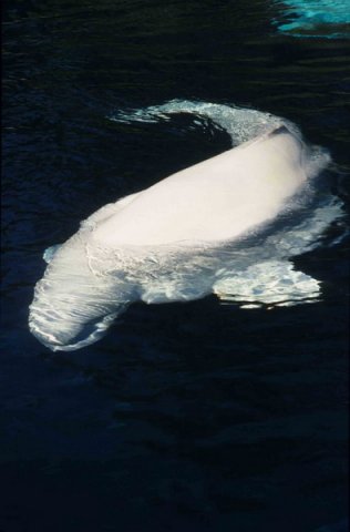 image bel_cswann9-jpg