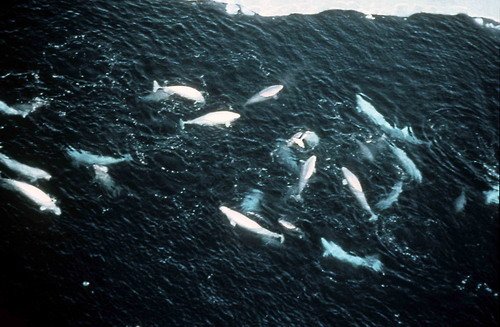 image bel_mpheide-jorgensen-jpg