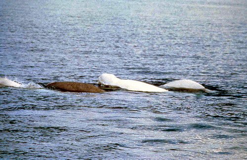 image bel_thenningsen1a-jpg